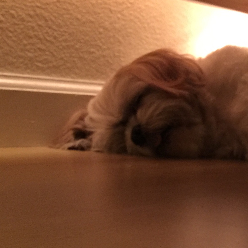 Meet your Posher, Elea